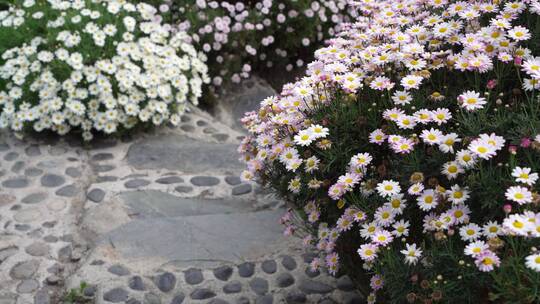 花园甘洋菊鲜花花海