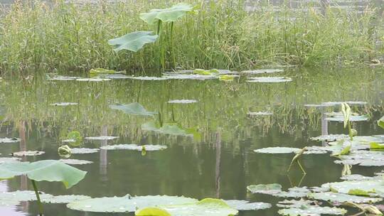 河边的植物益母草蛇床菰河塘乡间湖边岸边