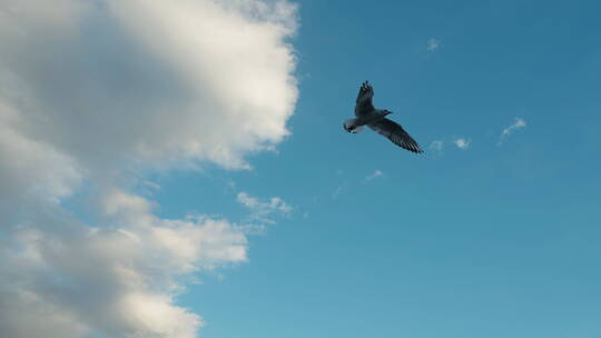 一只空中的海鸥
