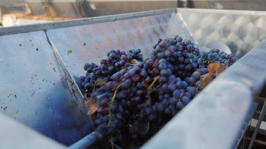 葡萄采摘种植葡萄酒制作过程视频素材模板下载