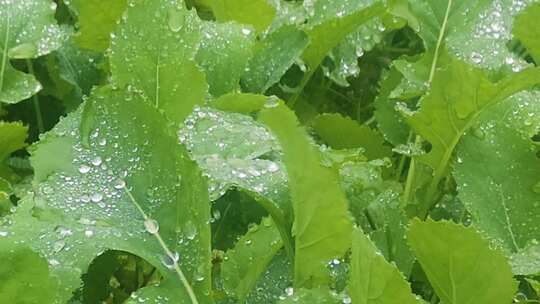 绿色植物叶片上的水珠摇动