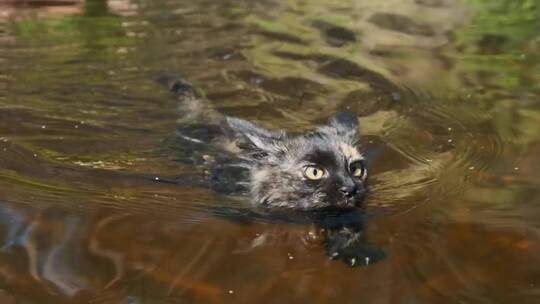 黑色野猫在河里游泳