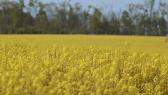 航拍油菜花油菜地视频素材模板下载