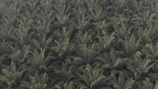 4k西双版纳热带植物棕榈树林航拍俯拍视频素材模板下载