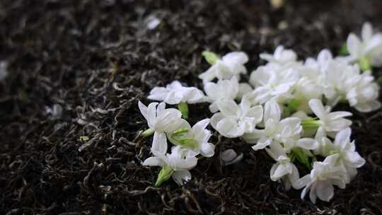 唯美茉莉花与茉莉花茶制作福州茉莉花种植园