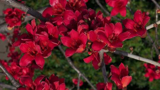 盛开的木棉花特写