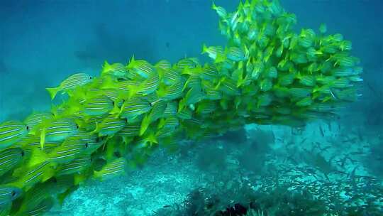 海底世界深海鱼群水族馆海洋世界