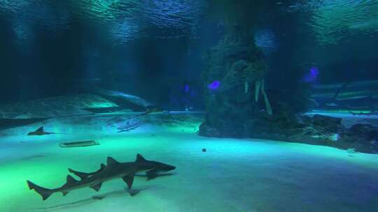 海底世界水族馆鲨鱼