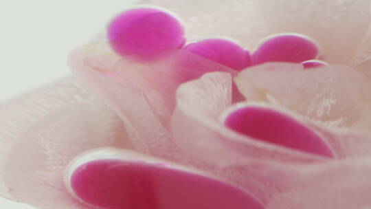 HD粉色液体滴落在白色玫瑰上特写