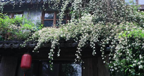 绵绵春雨木香花谷雨苏州平江路春天花海古建