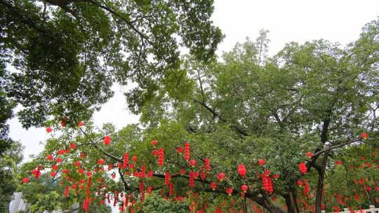 春节红灯笼祈福许愿树