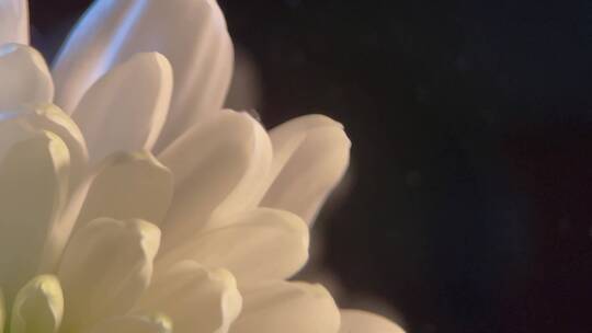【镜头合集】鲜花摄影白色菊花