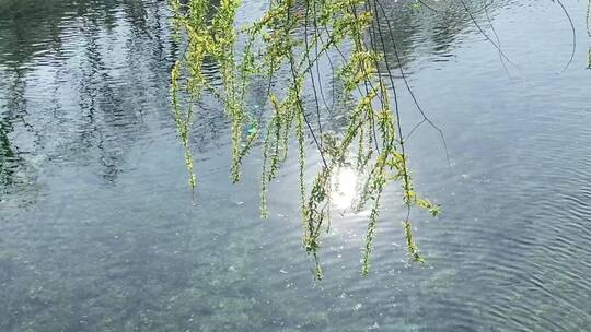 济南春天的护城河,河边的植物