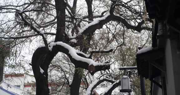 大雪覆盖松树枝头