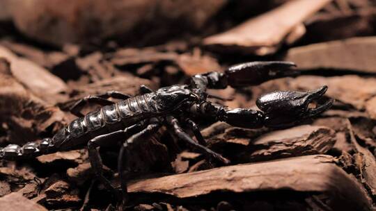黑子蝎子在寻找食物
