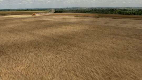 小麦 农田 丰收 收获 农业视频素材模板下载