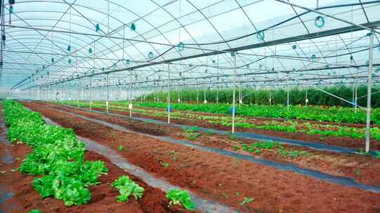 蔬菜大棚种植基地