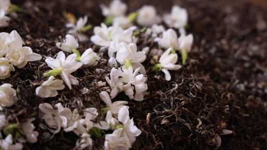 唯美茉莉花与茉莉花茶制作福州茉莉花种植园