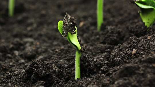 种子发芽 种子破土而出 植物生长延时