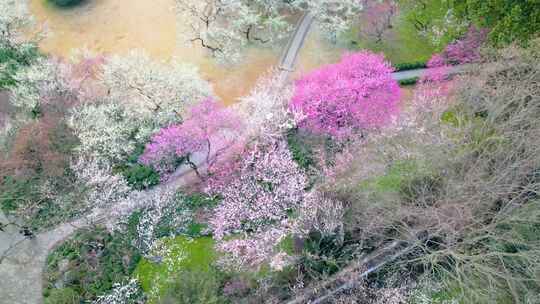 杭州植物园灵峰探梅梅花风景视频素材