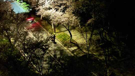 航拍鉴真路道路夜景樱花路灯