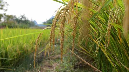 稻谷 稻谷丰收 水稻 生长中的水稻视频素材模板下载