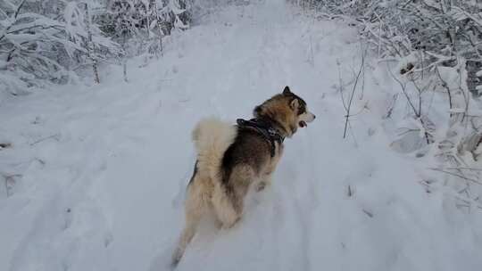 一只在雪地里奔跑的狗