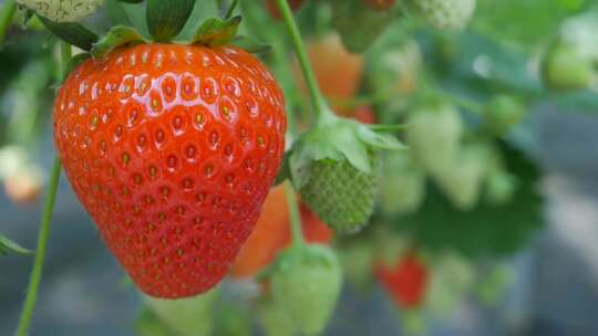 草莓水果新鲜草莓视频素材模板下载
