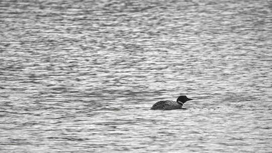 犹他州池塘上的潜鸟以慢动作拍打翅膀