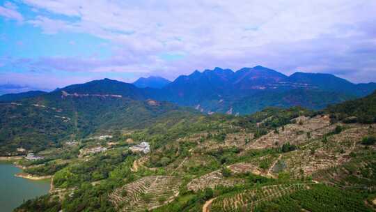 广东潮汕潮州市凤凰山茶园航拍