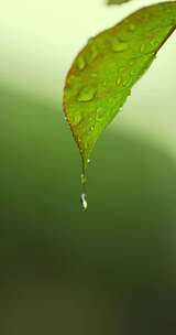 （慢镜）下雨天挂着水珠的绿叶微距特写