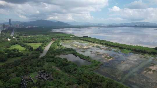 4K航拍深圳福田红树林湿地保护区