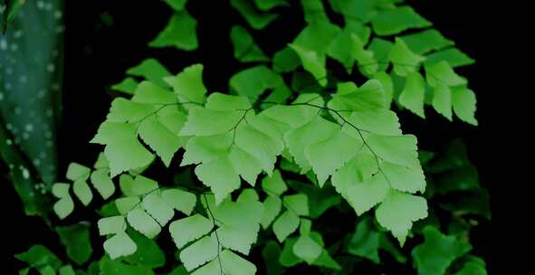 Maidenair蕨类植物，叶子，绿色，