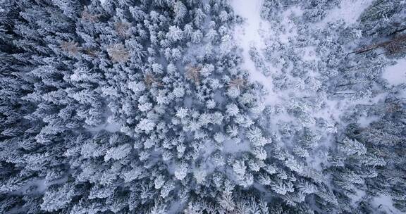 冬天的森林雪后的松树雾凇