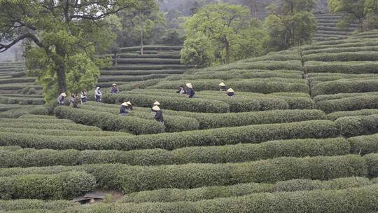 茶茶叶红茶艺采茶泡茶红茶山春茶道茶园农业