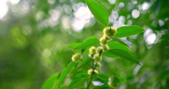 大自然  春天  夏天 植物 绿色