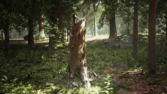 森林中央的树桩