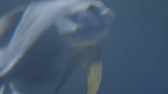 海底世界深海鱼群潜水摄影