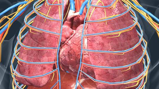 心脏 心血管系统 心跳 循环系统三维动画