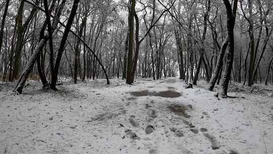 雪地森林中打伞行走的人的背影