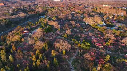 航拍南京明孝陵梅花山漫山遍野梅花盛开