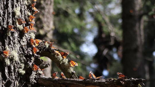 落在森林树枝上的蝴蝶视频素材模板下载