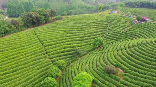 南方村庄茶园美景 安吉白茶园观景平台