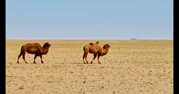 4K高清实拍动物骆驼