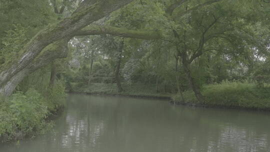 杭州西溪湿地水上芦苇荡游船风光