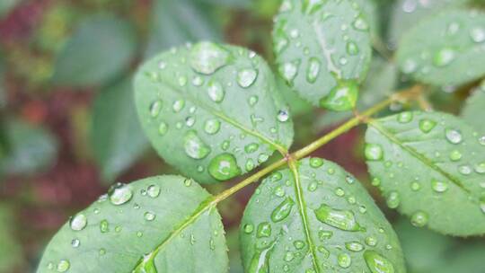 雨天叶子上的露水微距水滴4k超清