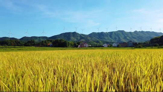 秋天的美丽的乡村稻田