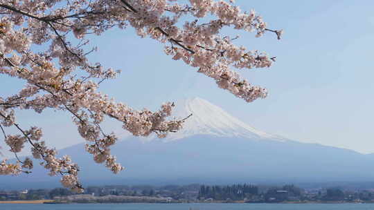 完美角度富士山下樱花盛开视频素材模板下载