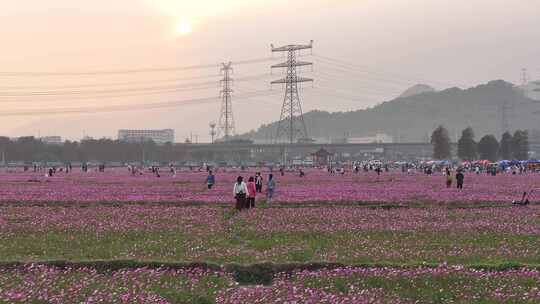 中国广东省中山市南朗街道崖口花海