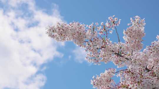 新西兰皇后镇春日樱花树视频素材模板下载